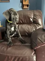 Yoda, a female Great Dane for sale in Troy, NC – 1 of 4