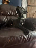 Lilly, a female Great Dane for sale in Troy, NC – 3 of 5
