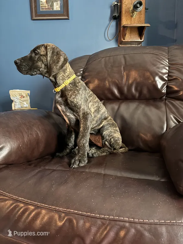 Brindle – Great Dane puppy for sale in Troy, NC