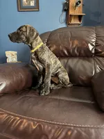 Brindle, a female Great Dane for sale in Troy, NC – 1 of 6