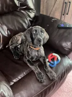 Chevy, a female Great Dane for sale in Troy, NC – 1 of 4