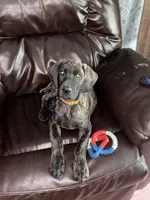 Chevy, a female Great Dane for sale in Troy, NC – 2 of 4