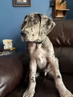 Scar, a male Great Dane for sale in Troy, NC – 2 of 3