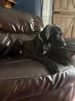 Lilly, a female Great Dane for sale in Troy, NC – 5 of 5