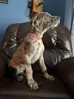 Freya, a female Great Dane for sale in Troy, NC – 2 of 2
