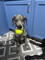 Howler, a male Great Dane for sale in Troy, NC – 2 of 2