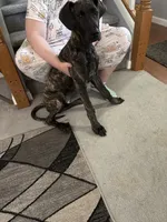 Aria, a female Great Dane for sale in Troy, NC – 4 of 4