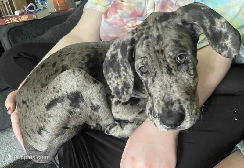 Howler – Great Dane puppy for sale in Troy, NC