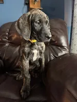 Brindle, a female Great Dane for sale in Troy, NC – 5 of 6