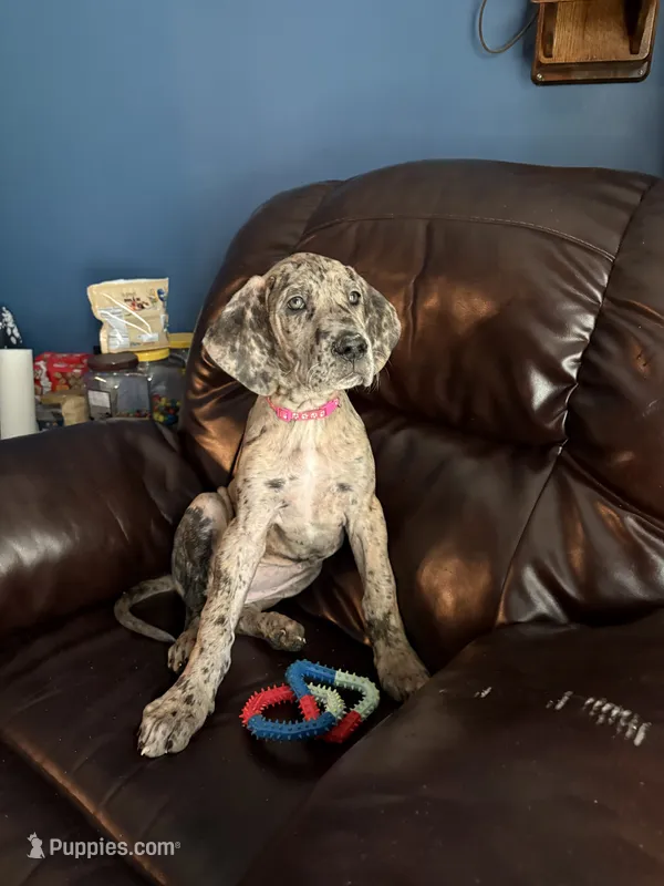 Freya – Great Dane puppy for sale in Troy, NC