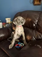 Freya, a female Great Dane for sale in Troy, NC – 1 of 2