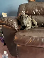 Brindle, a female Great Dane for sale in Troy, NC – 3 of 6