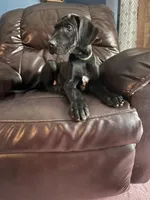 Lilly, a female Great Dane for sale in Troy, NC – 2 of 5