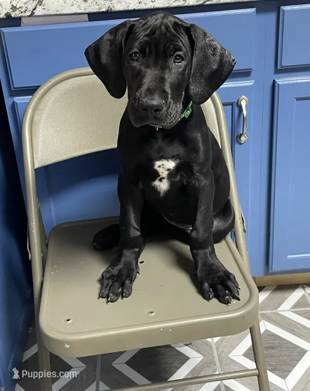 Lilly – Great Dane puppy for sale in Troy, NC