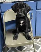 Lilly, a female Great Dane for sale in Troy, NC – 1 of 5