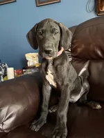 Precious, a female Great Dane for sale in Troy, NC – 5 of 5