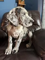 Scar, a male Great Dane for sale in Troy, NC – 3 of 3