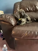 Brindle, a female Great Dane for sale in Troy, NC – 2 of 6