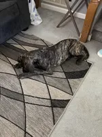 Aria, a female Great Dane for sale in Troy, NC – 2 of 4