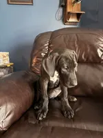 Precious, a female Great Dane for sale in Troy, NC – 3 of 5