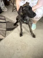 Aria, a female Great Dane for sale in Troy, NC – 3 of 4