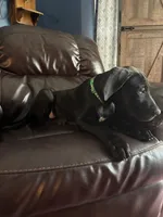Lilly, a female Great Dane for sale in Troy, NC – 4 of 5