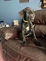 Yoda, a female Great Dane for sale in Troy, NC – 2 of 4