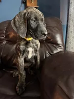 Brindle, a female Great Dane for sale in Troy, NC – 6 of 6