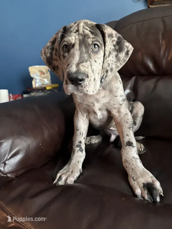 Scar – Great Dane puppy for sale in Troy, NC
