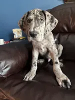 Scar, a male Great Dane for sale in Troy, NC – 1 of 3