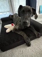 Aria, a female Great Dane for sale in Troy, NC – 1 of 4