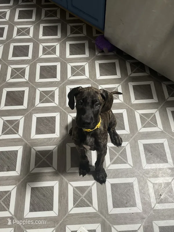 Chevy – Great Dane puppy on hold in Troy, NC
