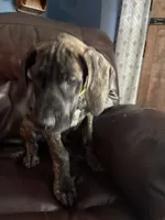 Brindle, a female Great Dane for sale in Troy, NC – 4 of 6