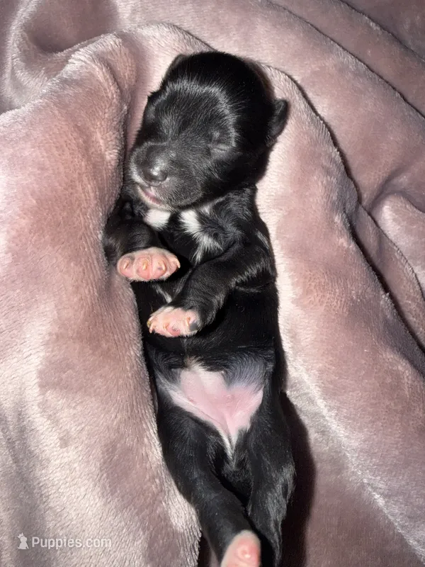 Black & White – Miniature Schnauzer puppy for sale in Easley, SC