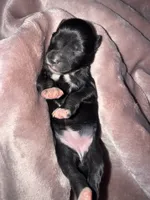 Black & White, a female Miniature Schnauzer for sale in Easley, SC – 1 of 4