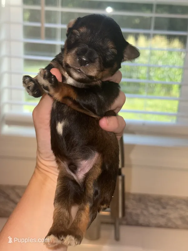 Salt & Pepper w/ Red intensity – Miniature Schnauzer puppy for sale in Easley, SC