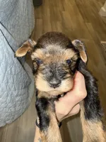 Red Pepper, a male Miniature Schnauzer for sale in Easley, SC – 2 of 6
