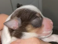 Parti Liver Rust, a male Miniature Schnauzer for sale in Easley, SC – 2 of 5