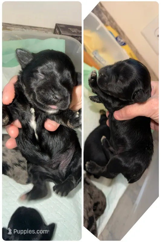 Black & Silver male – Miniature Schnauzer puppy for sale in Easley, SC