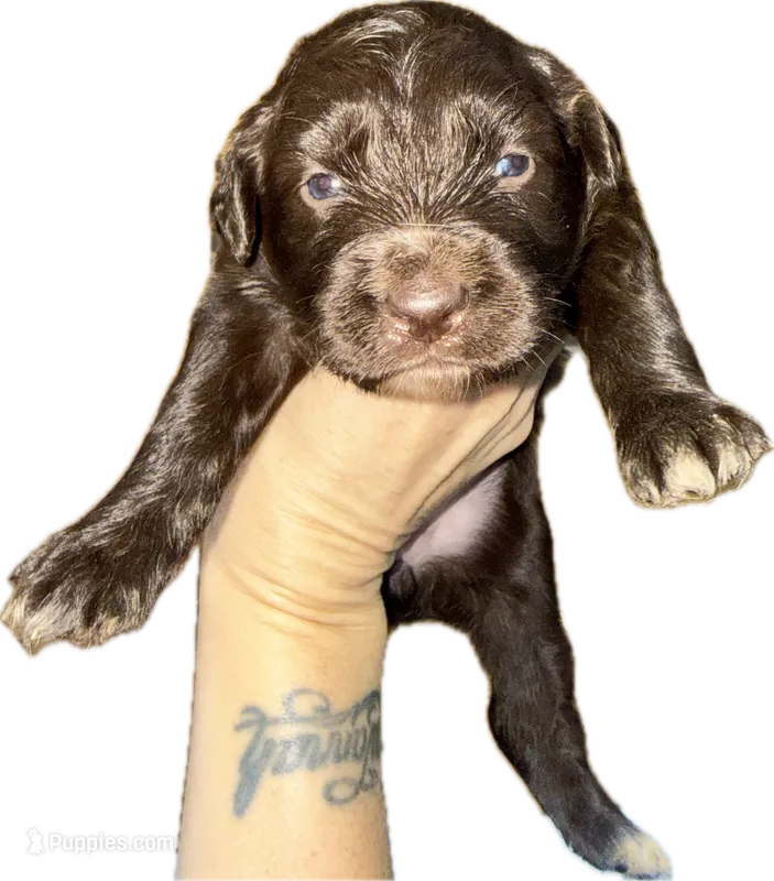 Red Bi Female  – Australian Shepherd puppy for sale in Easley, SC