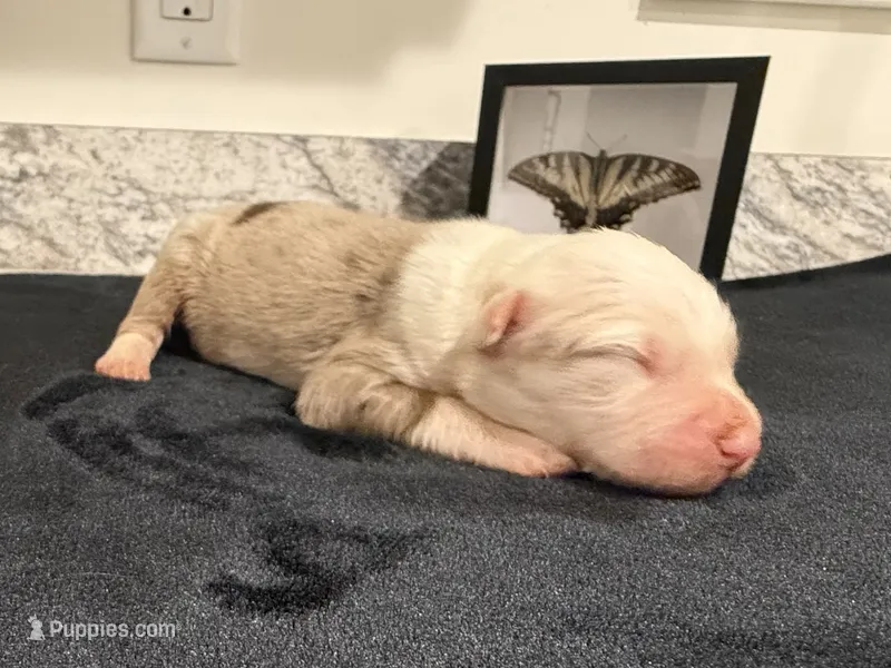 Red Merle Male – Australian Shepherd puppy for sale in Easley, SC