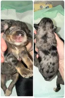 Black & Rust Merle Male, a male Miniature Schnauzer for sale in Easley, SC – 1 of 4