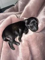 Salt & Pepper w/Red intensity, a female Miniature Schnauzer for sale in Easley, SC – 3 of 5