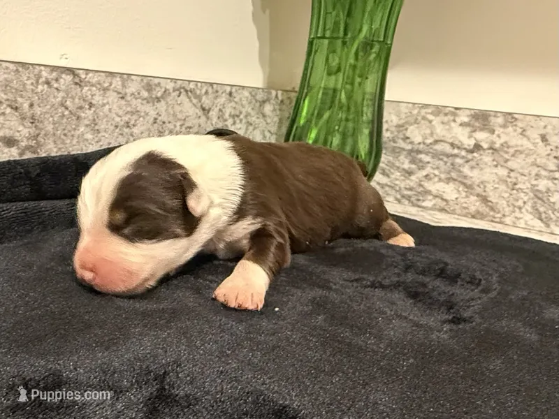 Red Tri male  – Australian Shepherd puppy for sale in Easley, SC