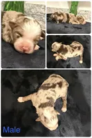 Red Merle male , a male Australian Shepherd for sale in Easley, SC – 2 of 4