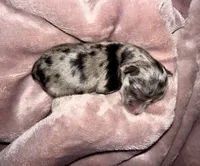 Black & Silver Merle, a female Miniature Schnauzer for sale in Easley, SC – 3 of 6