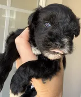Black Parti Blue eyes, a female Miniature Schnauzer for sale in Easley, SC – 4 of 7
