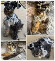 Black & Silver Merle, a female Miniature Schnauzer for sale in Easley, SC – 6 of 6