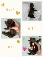 Chocolate & white Female Blue eyes, a female Australian Shepherd for sale in Easley, SC – 1 of 3