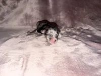 Black & Silver Merle, a female Miniature Schnauzer for sale in Easley, SC – 2 of 6